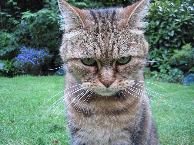 An angry cat that looks like a tiger